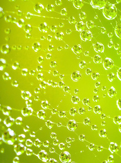 ОБНОВЛЕНИЕ КЛЕТОК